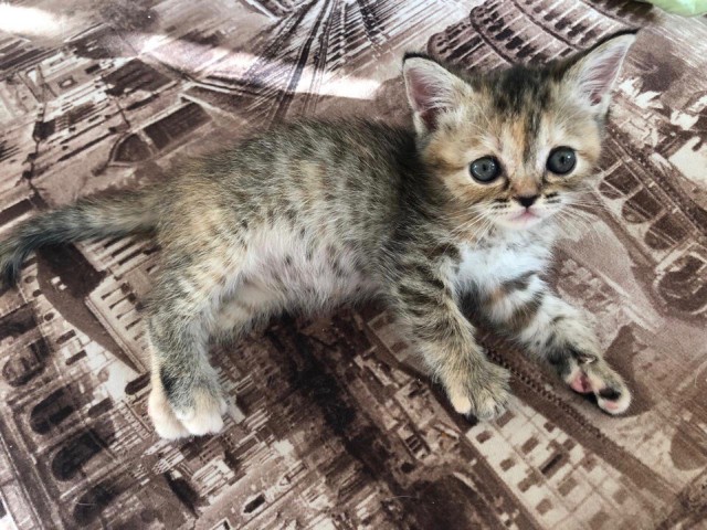 Забавные фото котеек