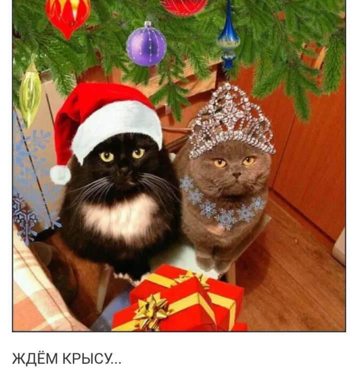 Котовторник *новогодний* 31/12/2019