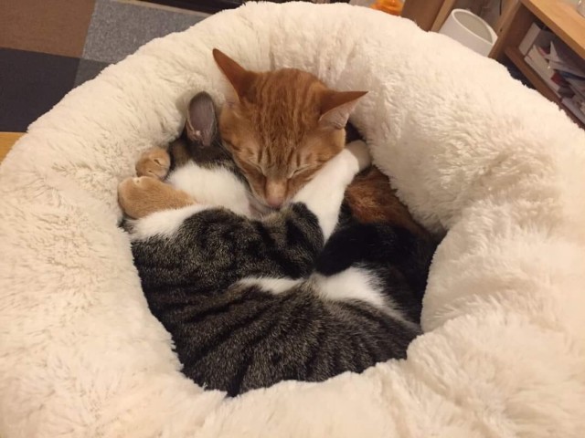 Котики