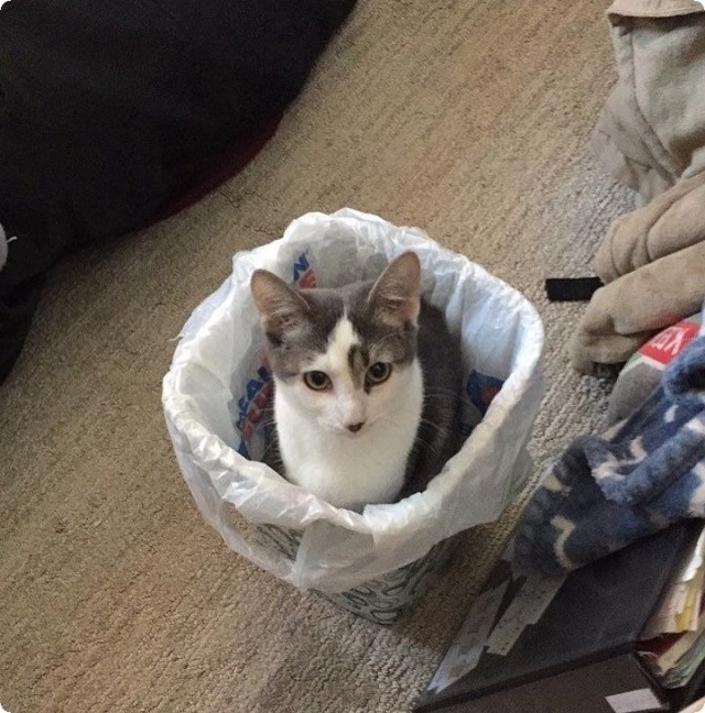Котофеев пост