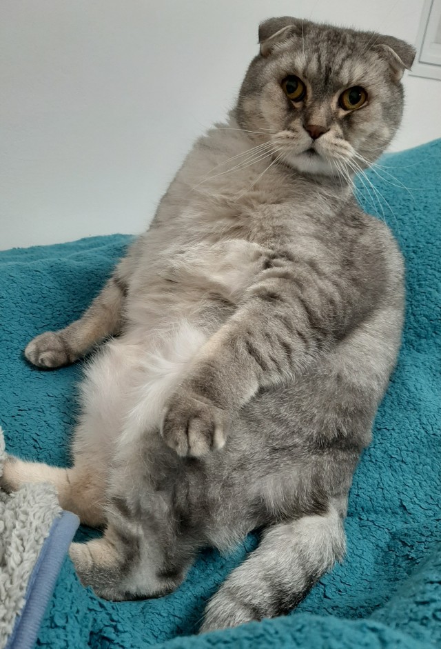 Коты, которые нас порадовали!