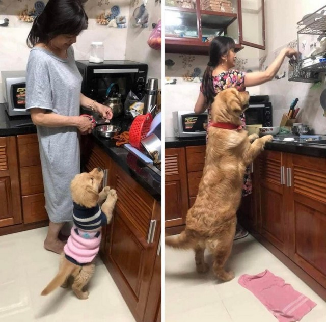Зверушки