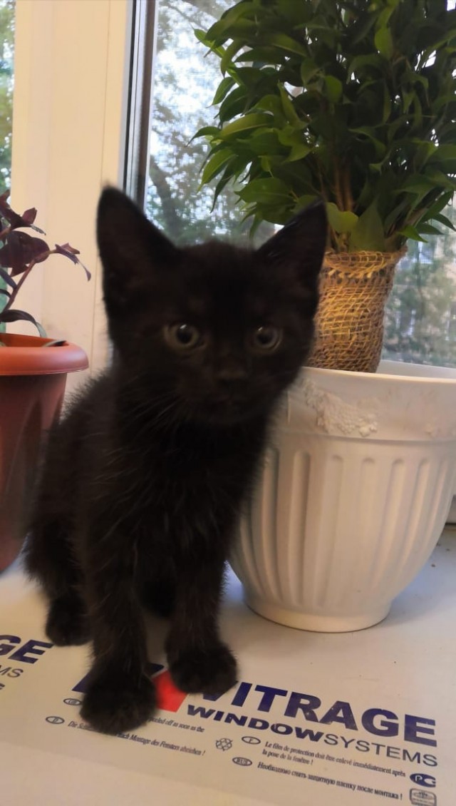 Кому котеныша?