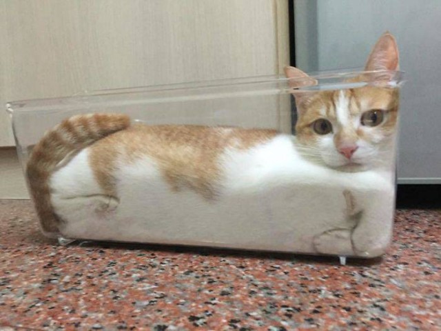 Котовторник. Тара - наше всё!