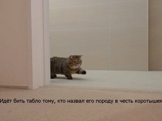 Манчкин: А как прыгать? Реальная жизнь кота, чьи лапы в 2 раза короче положенного