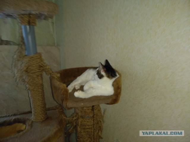 Котовторнику посвящается