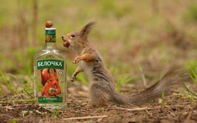 Поймала белку