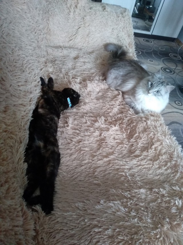 Вторник. Кото-вторник...