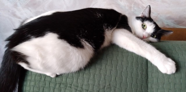 Котовторник (свои добавляем)