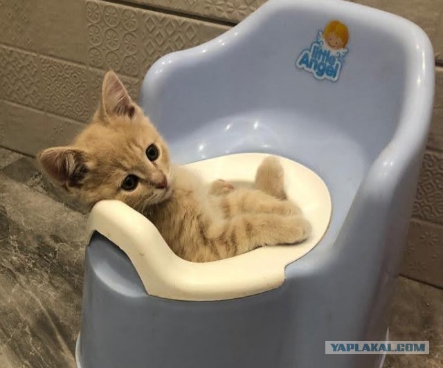 Вторник. Котэ. Пора