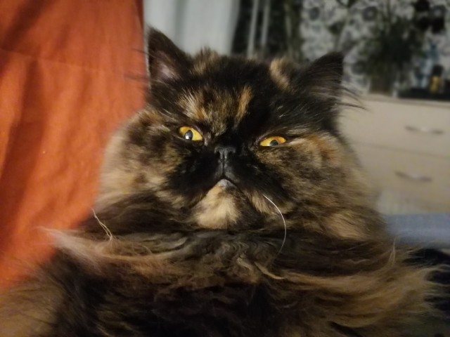 Котовторник 25.01.22