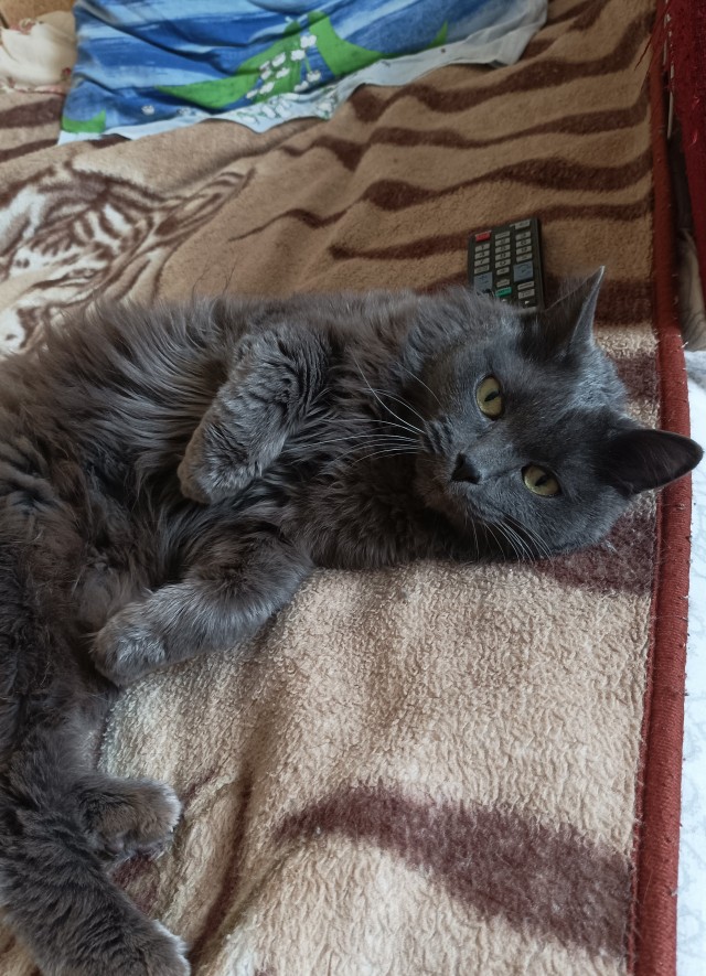 Котовторнику посвящается
