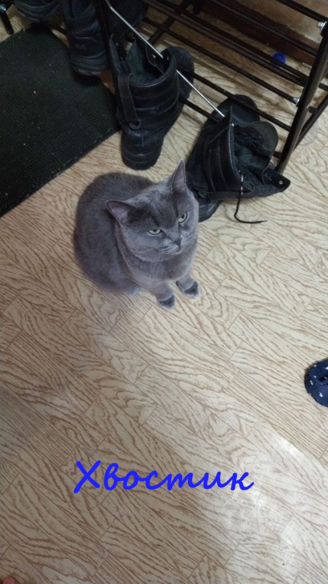 Жизнь домашнего приюта "Котоленд" 327