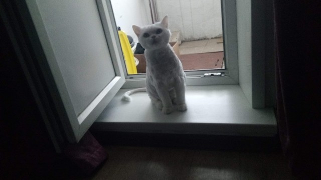 У кого какие животные? (Про мужей чур не писать)