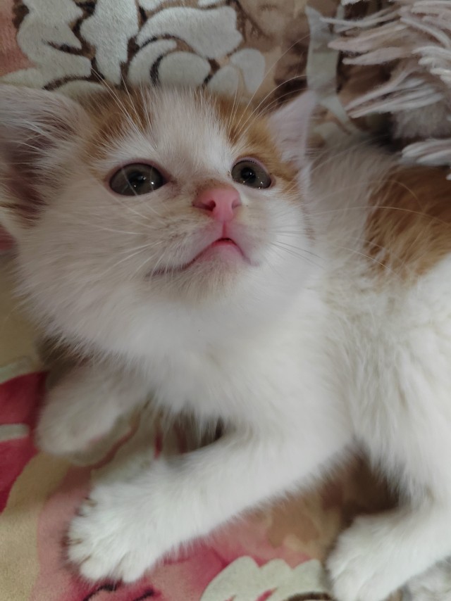 Котовторник. Котенок Кисель