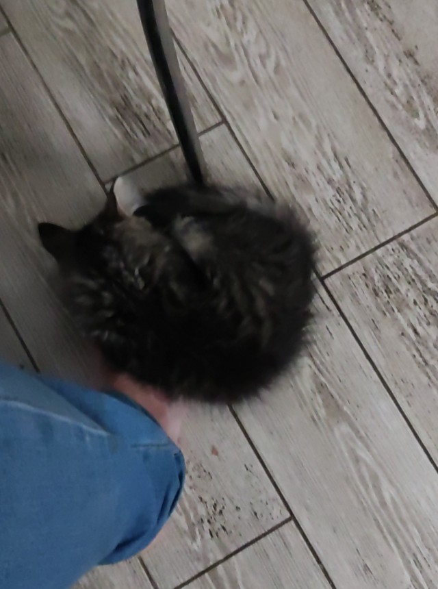 Хозяин пришел.