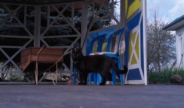 Чёрные коты не такие