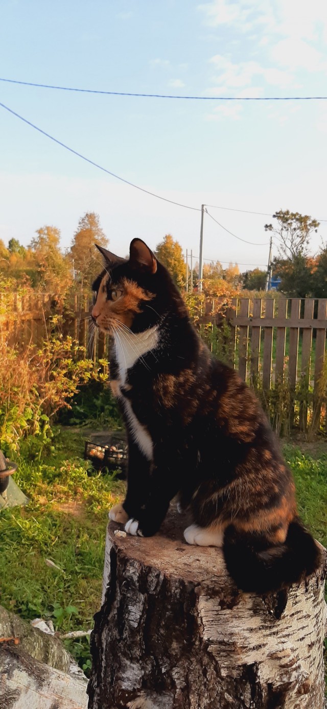 Осенняя кошка