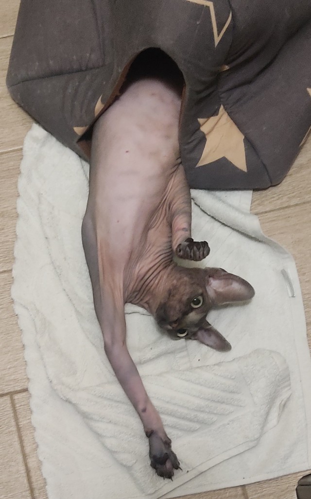 Всем кота за мой счёт. Я настаиваю