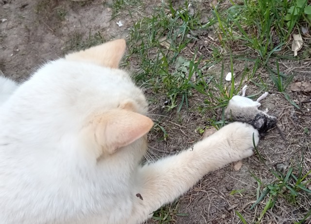 Всех с котовторником