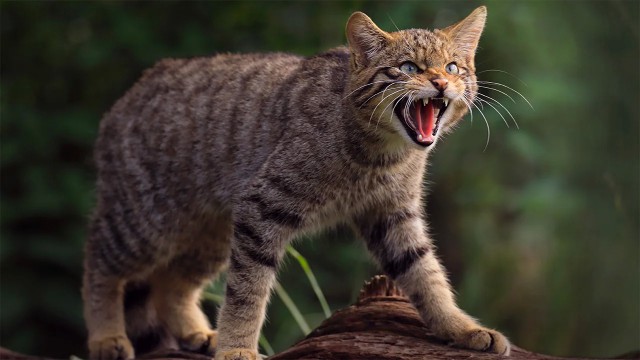 На Кубе бродячие кошки угрожают популяции вымирающих крокодилов