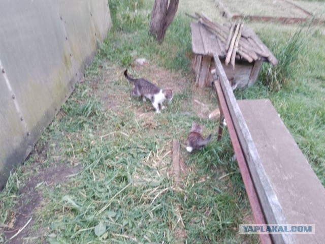 Жизнь домашнего приюта для котеек 497