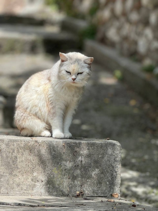 Котовторник!