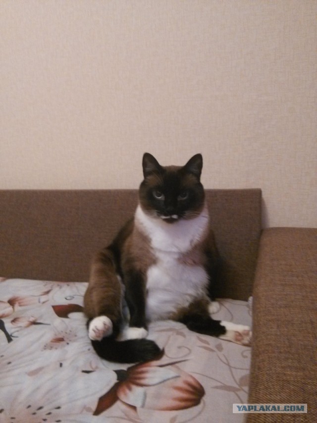 Котовторник 21.05.2013
