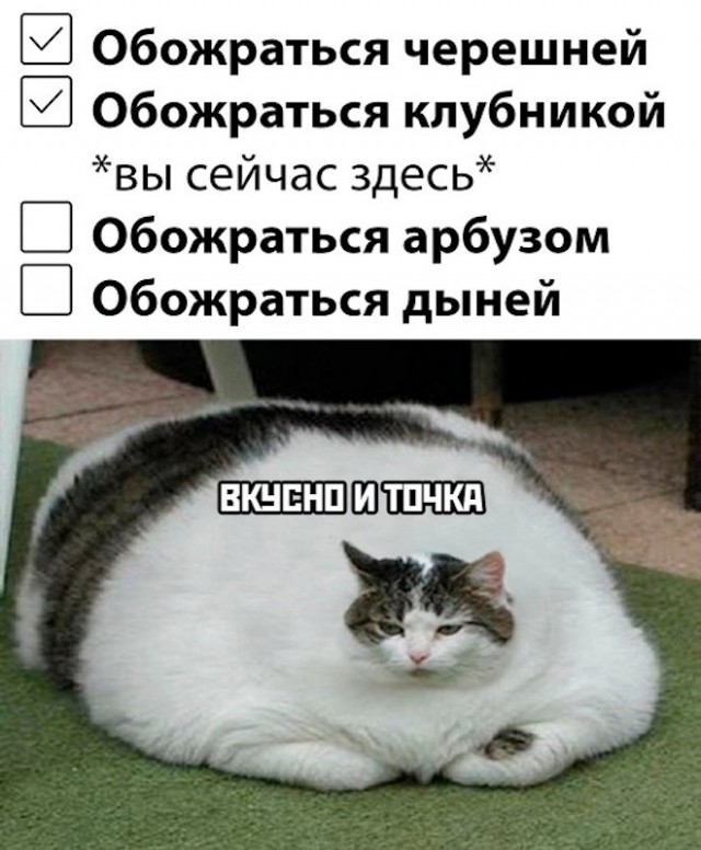 Весёлый полтишок 27.08.24
