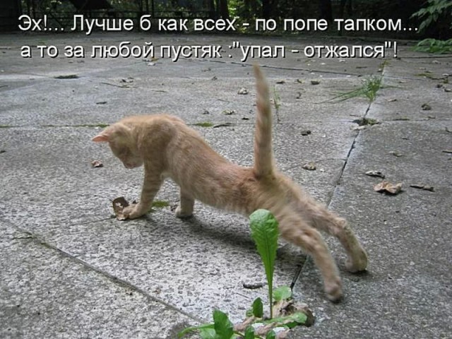 Так себе картинки 24.10.24