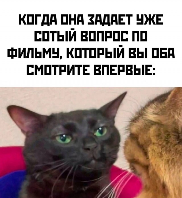 Весёлый полтишок 29.10.24