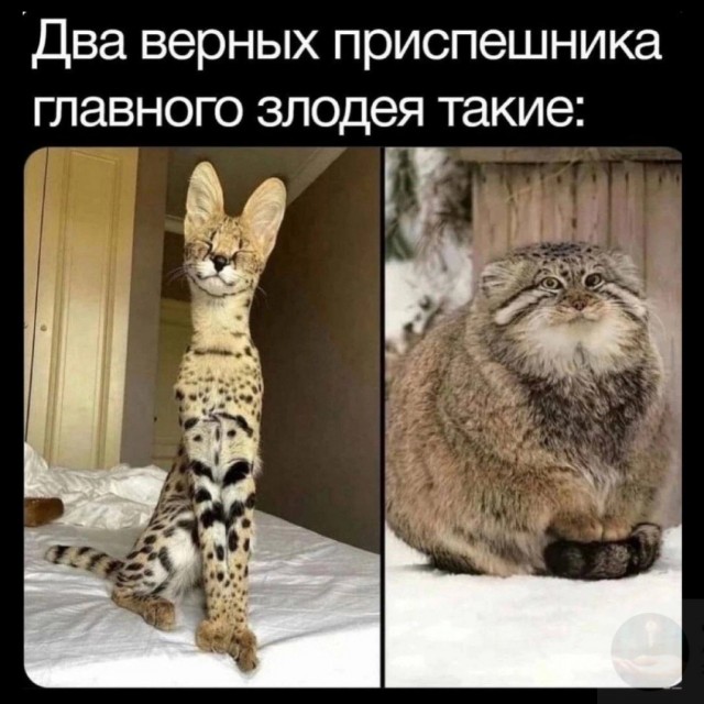 Манул вами не доволен, задумайтесь над своим поведением.