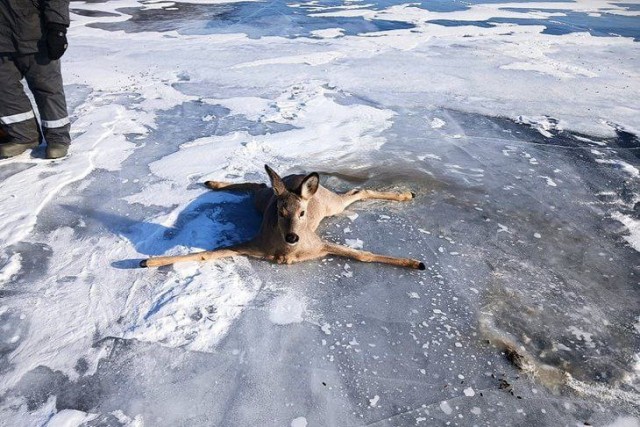 Копыта и лёд — плохое комбо. Доказано косулей с Байкала.