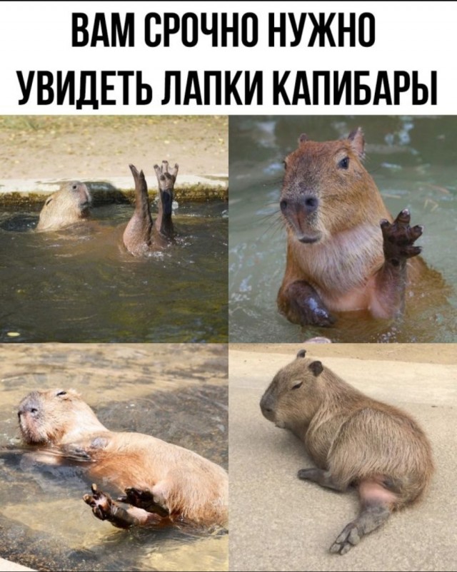 Веселые картинки в понедельник (02.06)