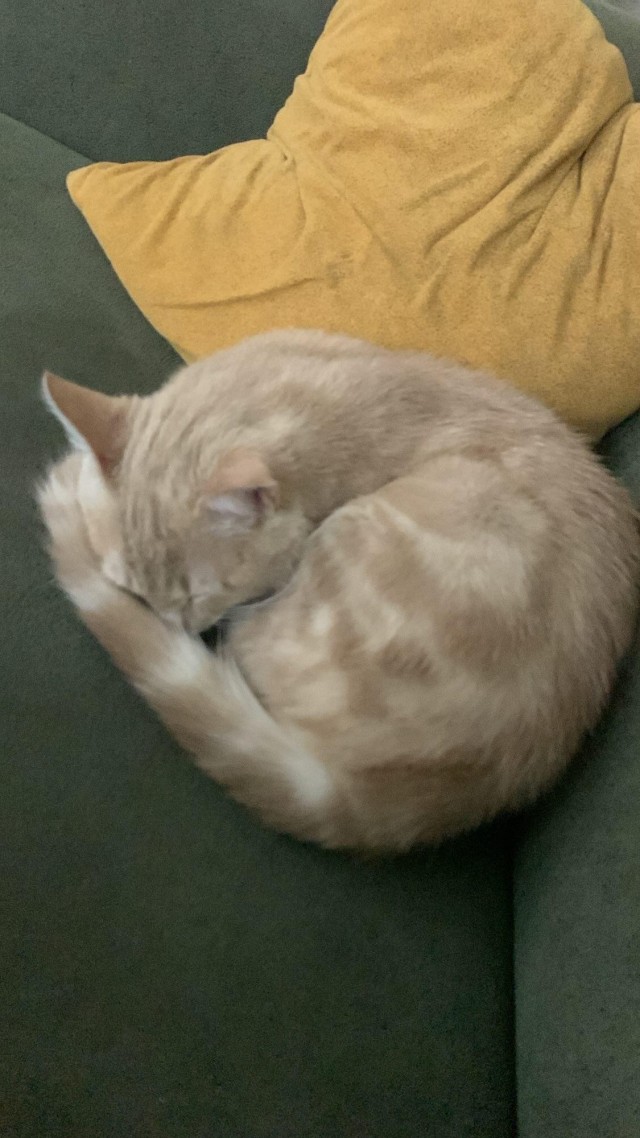 Котик из мусорного бака