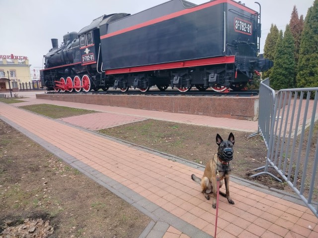 Собакочетверг!