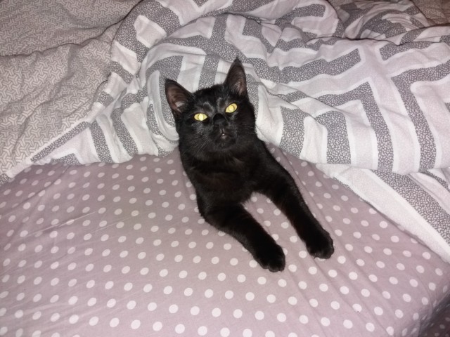 Котовторник