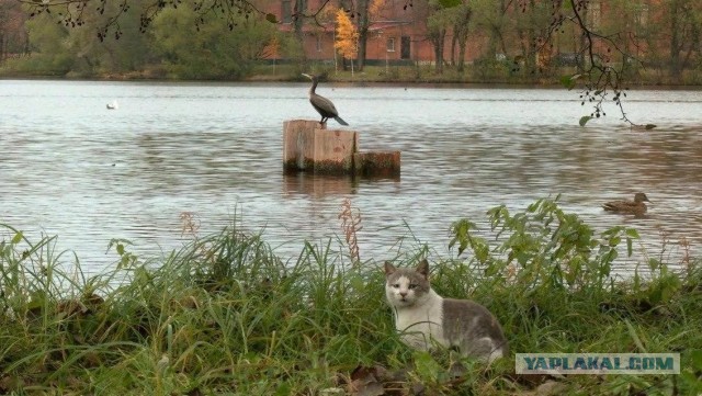 За сестрорецким бакланом следит хищник