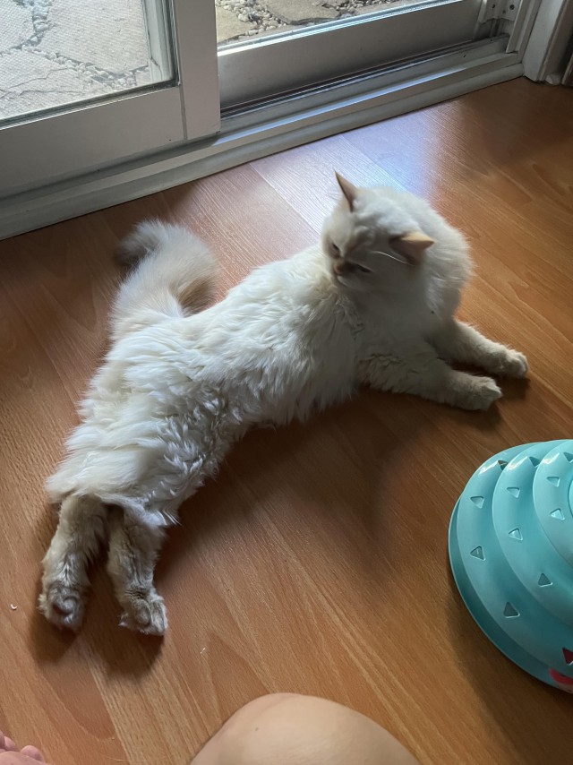 Напугал кошку пердежом