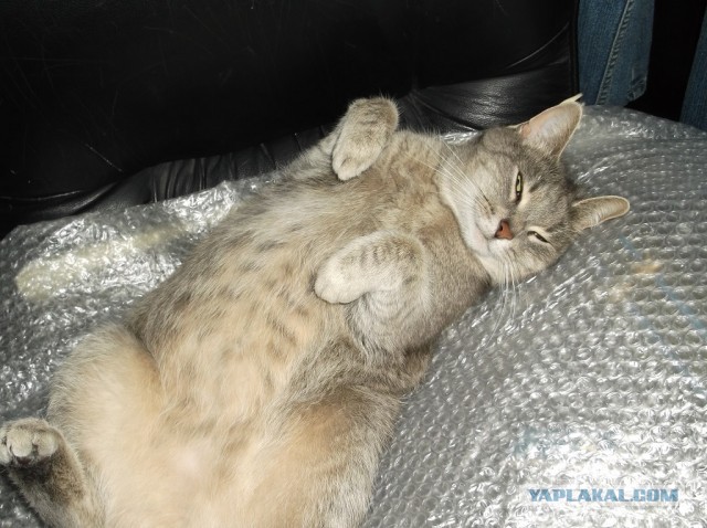 Котовторник 9.07.2013