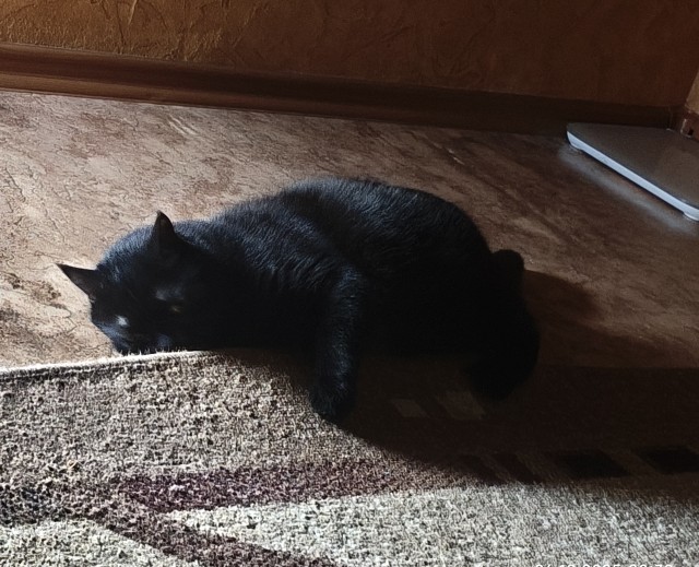 А котовторник уже пришёл?