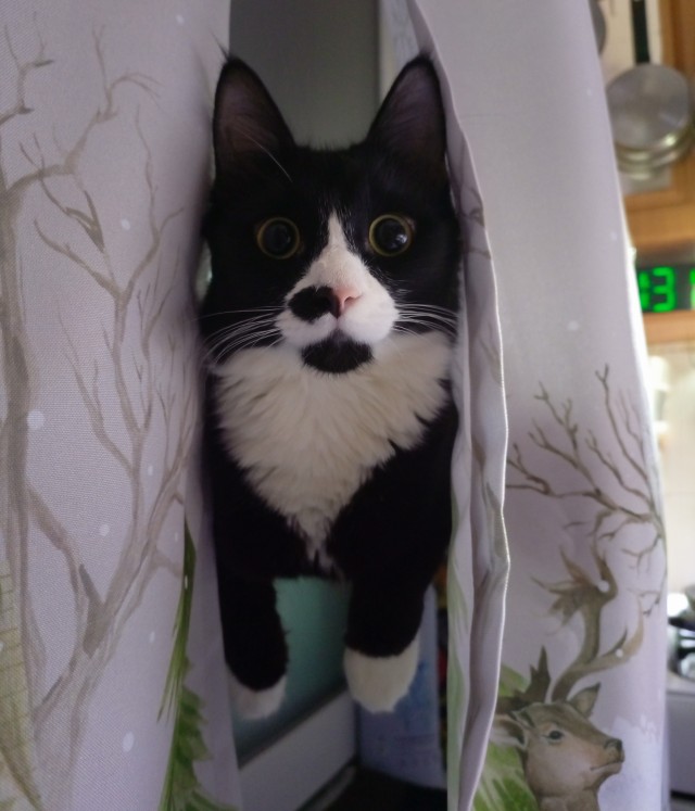 Красивое для котовторника