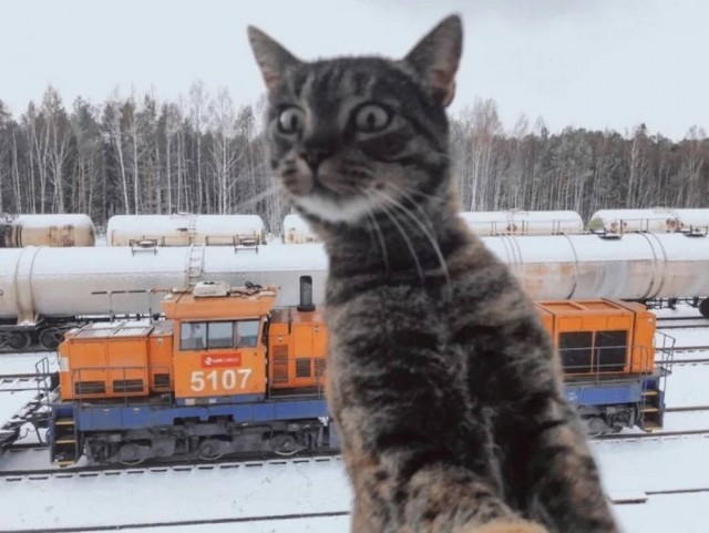Рандомных фото котов тред — 2