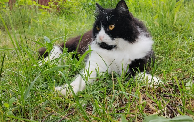 Котское.
