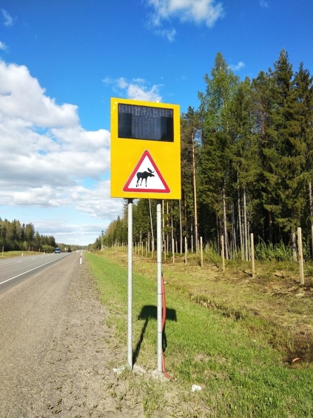 Лось застрял в очистных Щеглово (Ленобл). Позже он погиб