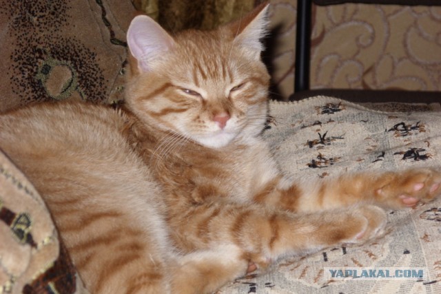 Бабушкин кот