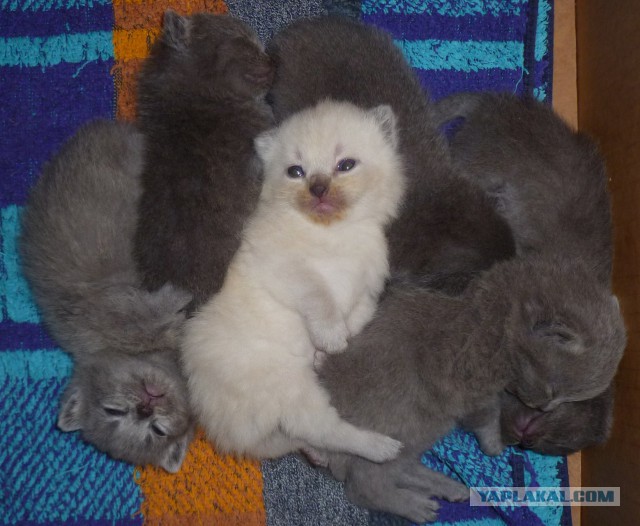 Котовторник 12.11.2013