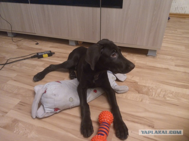 Что такое собака в доме