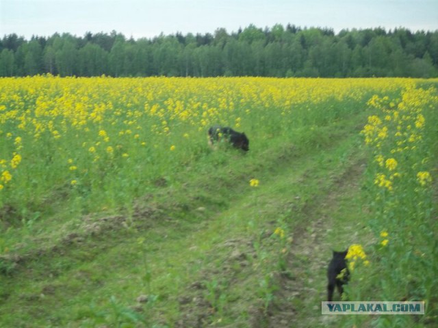 Жизнь домашнего приюта для котеек 9