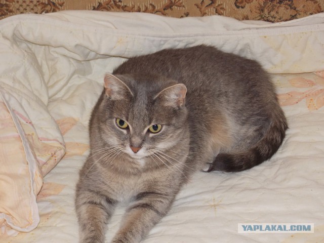 Котовторник 17.06.2014